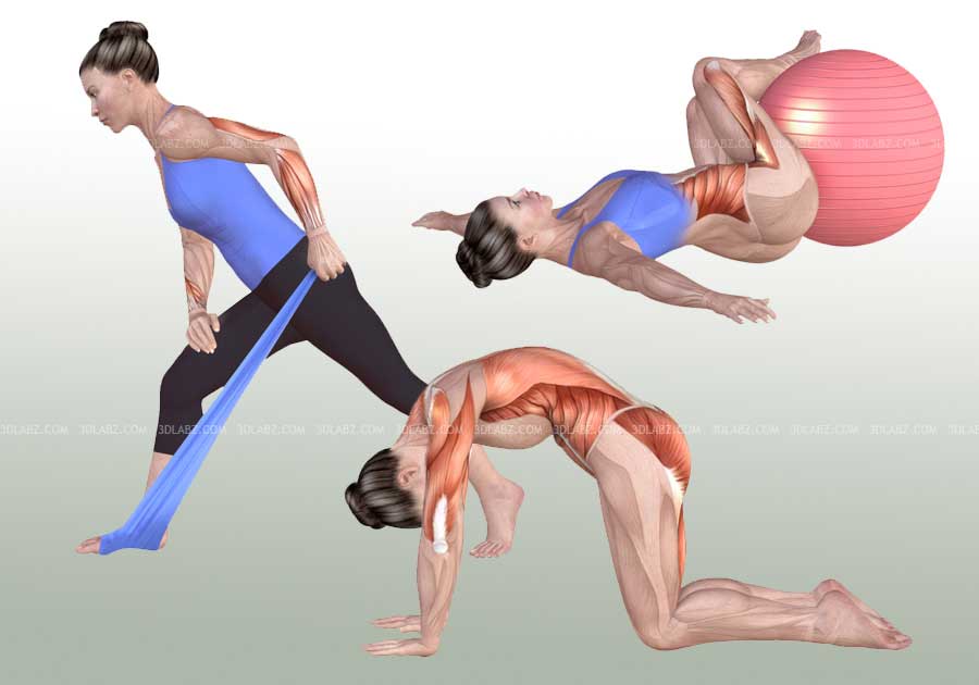 Anatomy of exercise 3D Illustrations