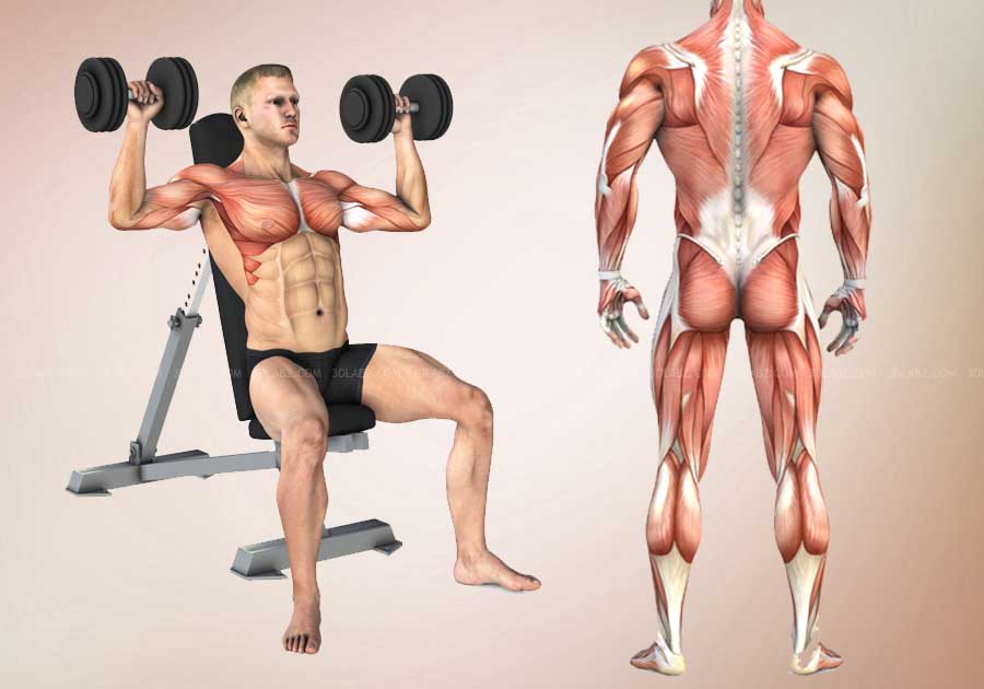Body building anatomy illustrations