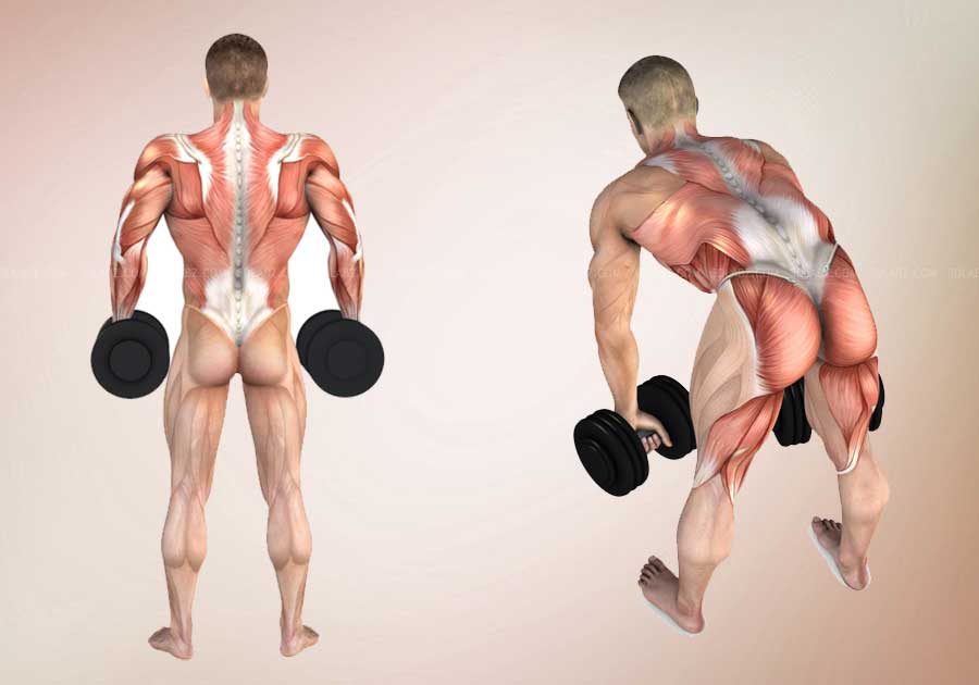 Body building anatomy illustrations