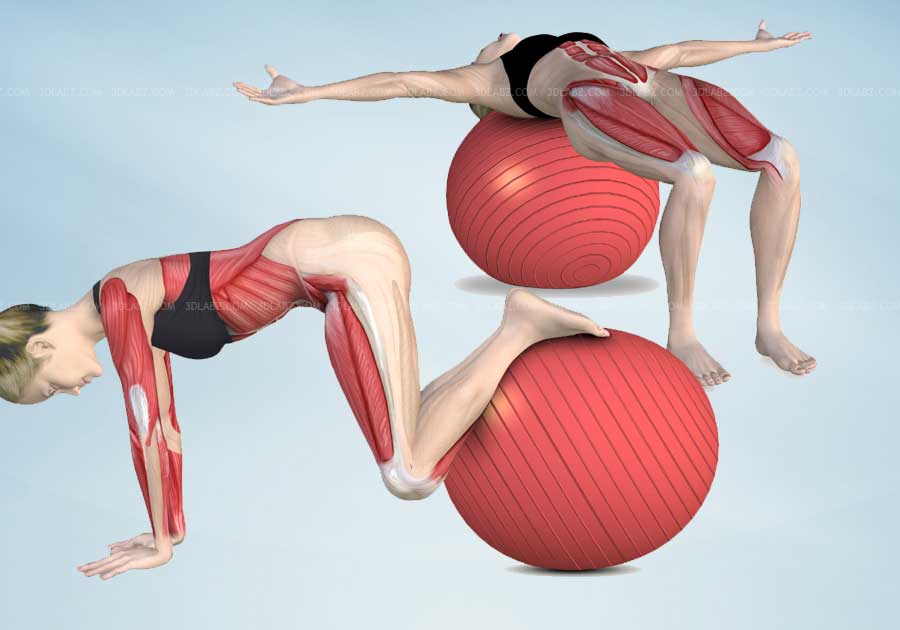 Healthy Back Anatomy Illustrations