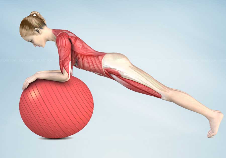 Healthy Back Anatomy Illustrations