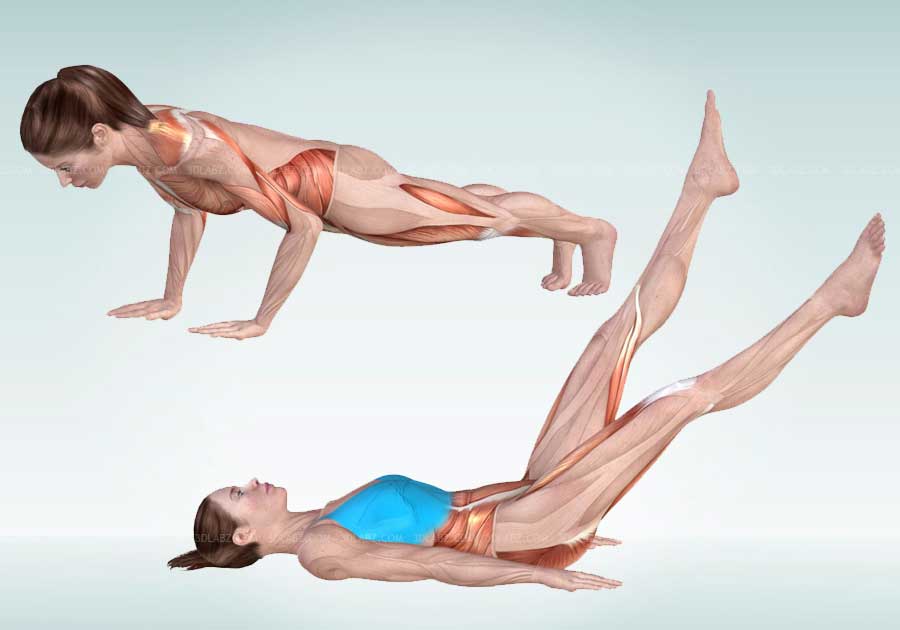 Pilates Anatomy Illustrations