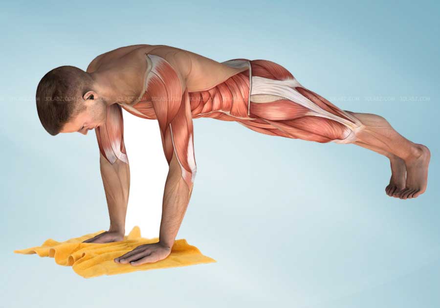 Core Stability Anatomy Illustration