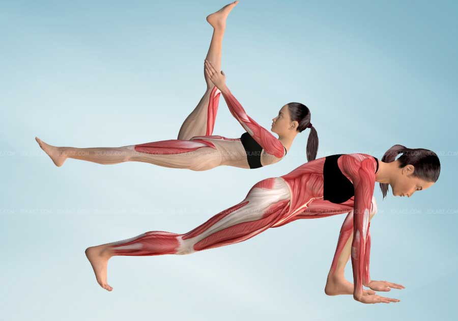 Core Stability Anatomy Illustration