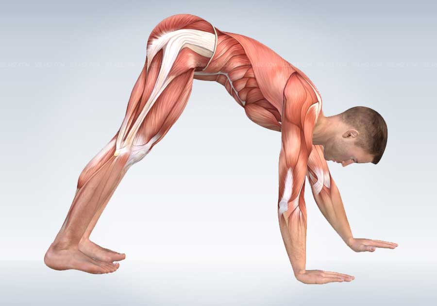 Anatomy of Strength Exercises