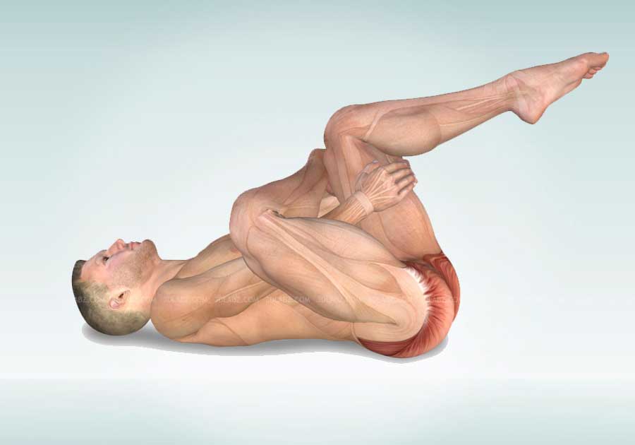 Stretching Anatomy Illustrations