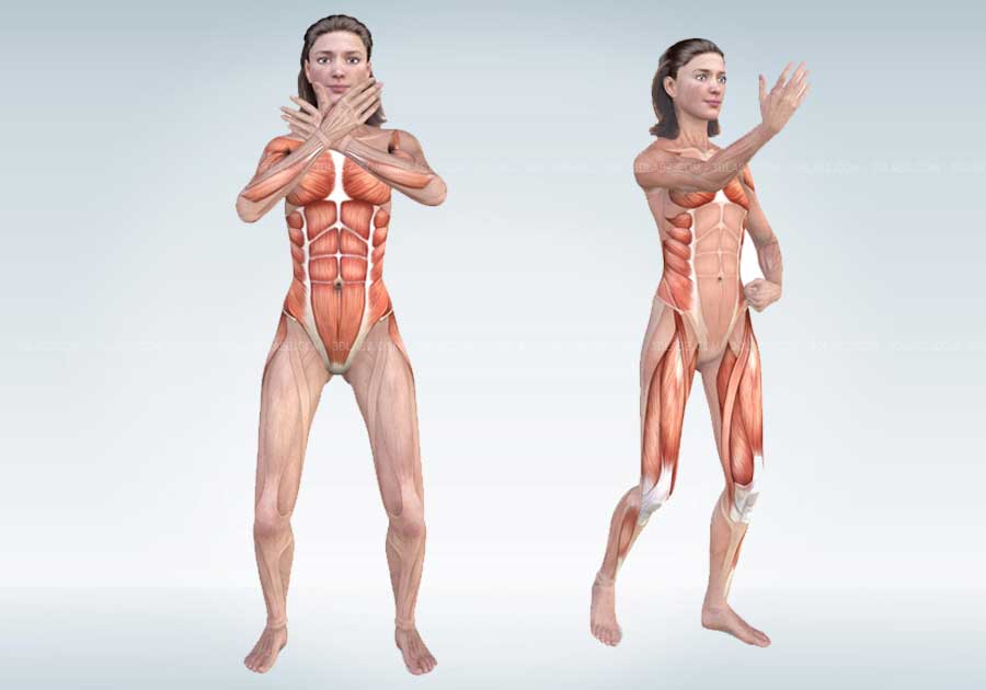 Tai Chi Exercises Anatomy