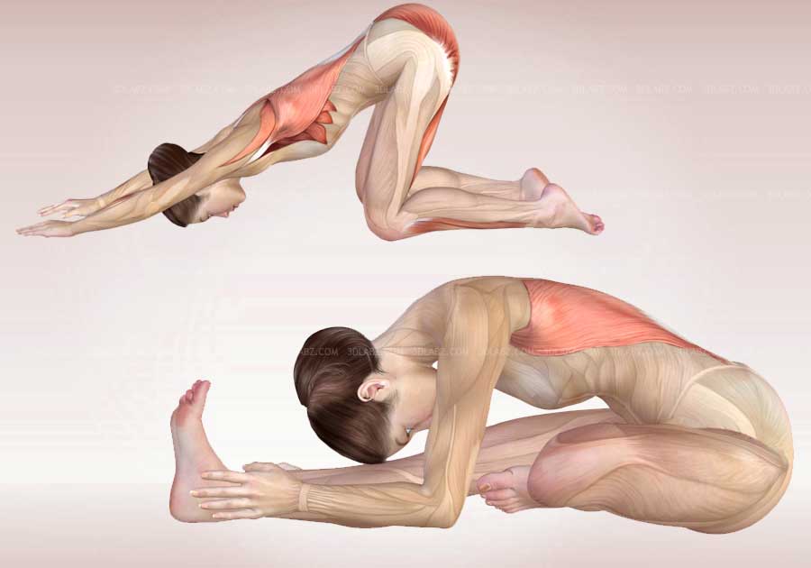 Yoga Anatomy Illustrations