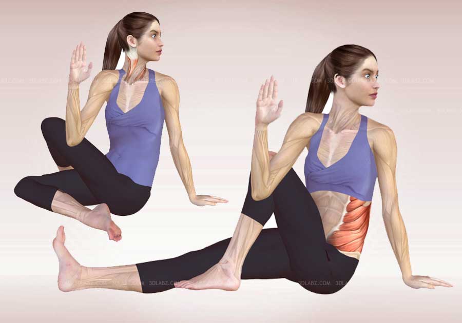 Yoga Anatomy Illustrations