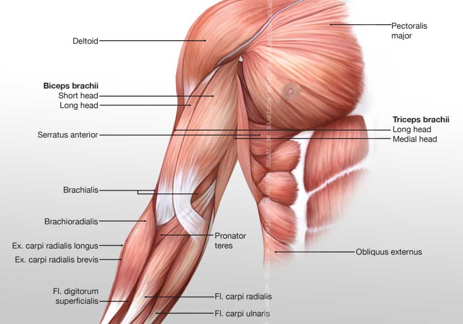Arm anterior muscles illustration