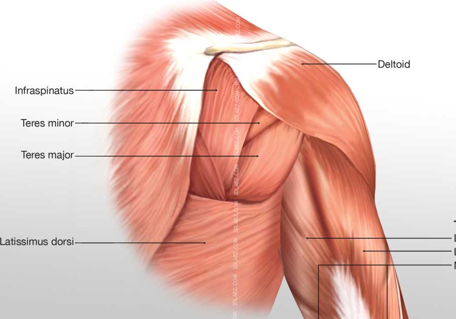 Arm Posterior Muscles 3D Illustration