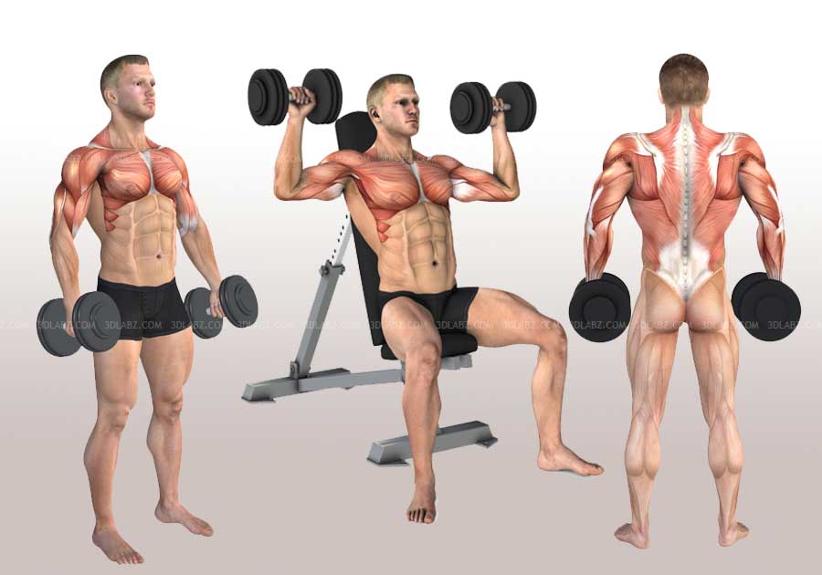 Exercise Anatomy 3D Illustrations