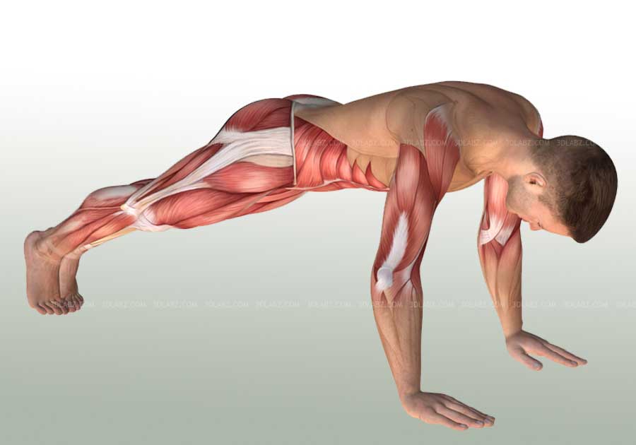 Core Stability Anatomy Illustrations 
