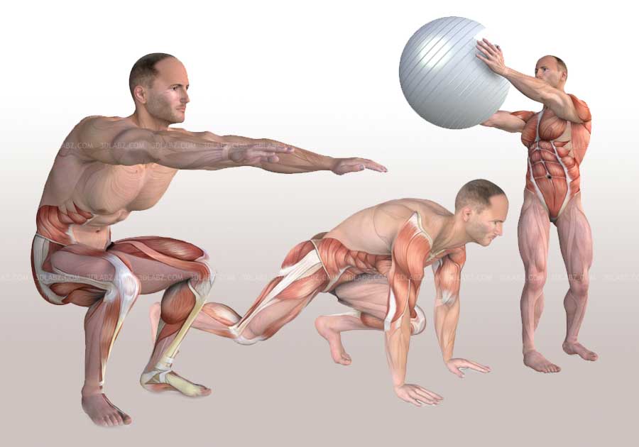 Core training exercise anatomy illustrations