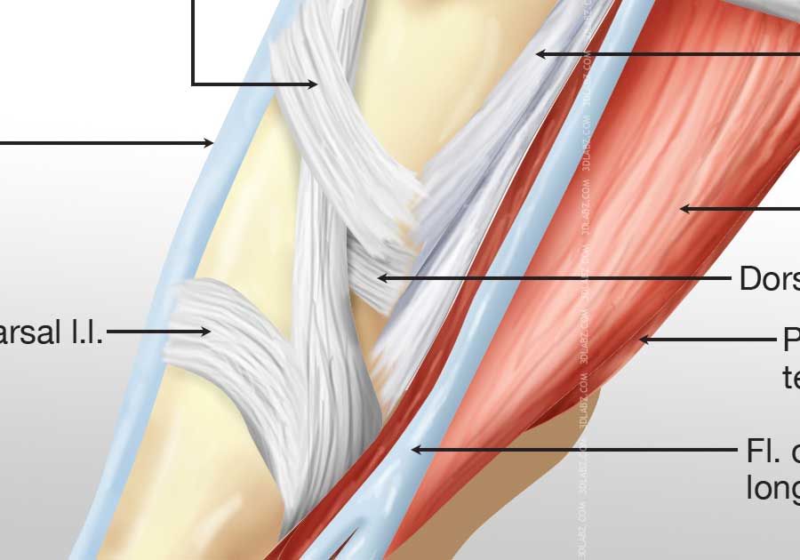 Foot medial muscles illustration