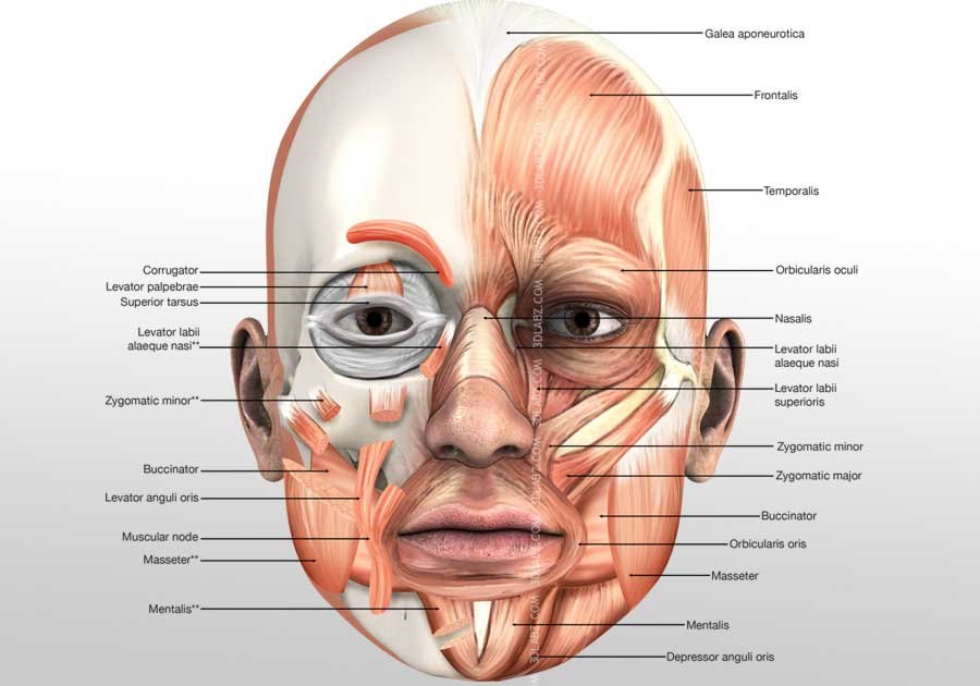 Muscle 3D Illustration Works