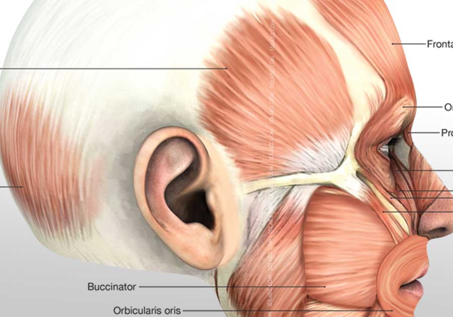 Head lateral muscles illustration