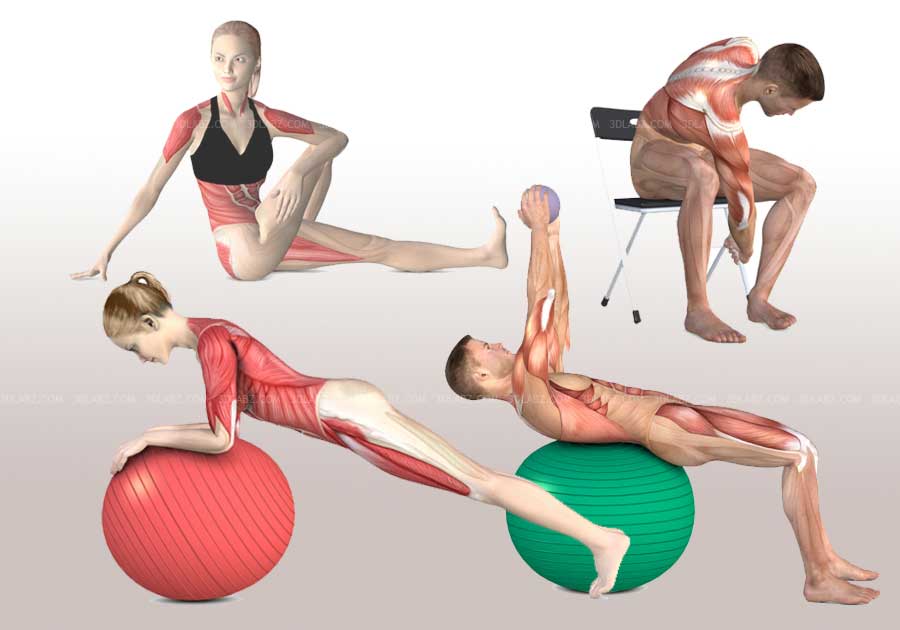 Healthy back anatomy illustrations