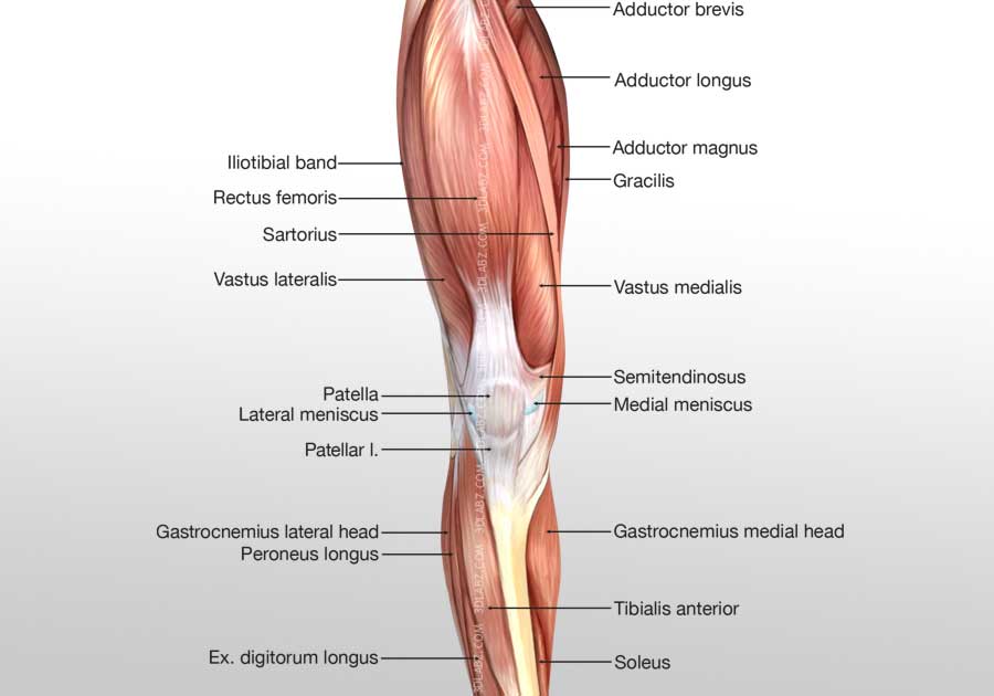 Leg anterior muscles illustration