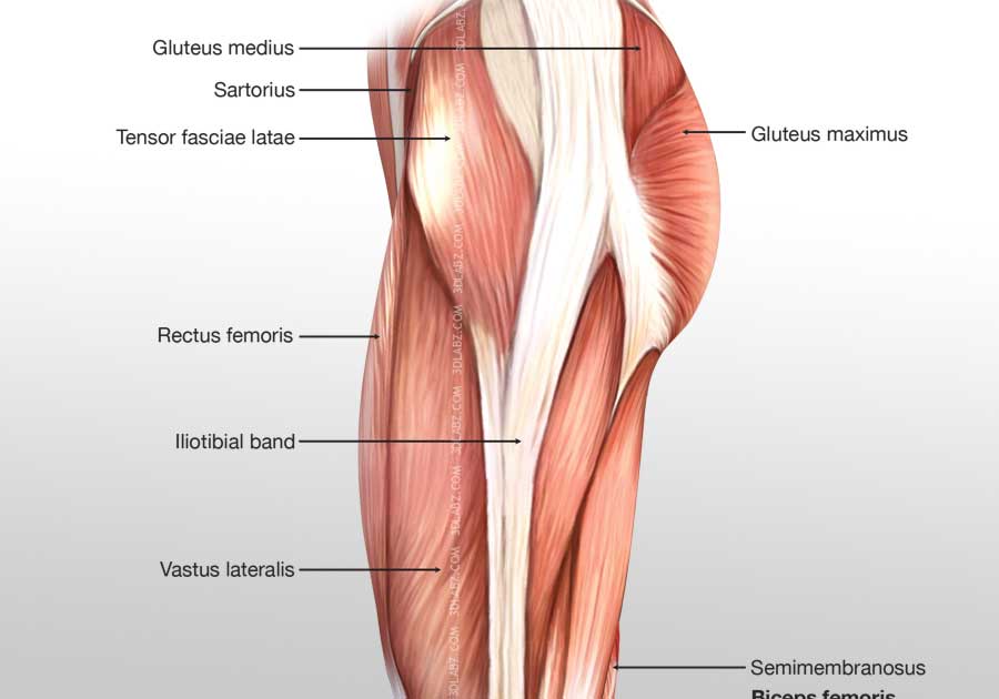 Leg lateral Muscles 3D Illustration