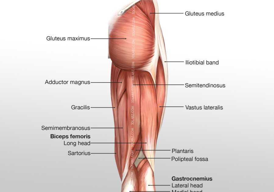 Leg posterior muscles illustration