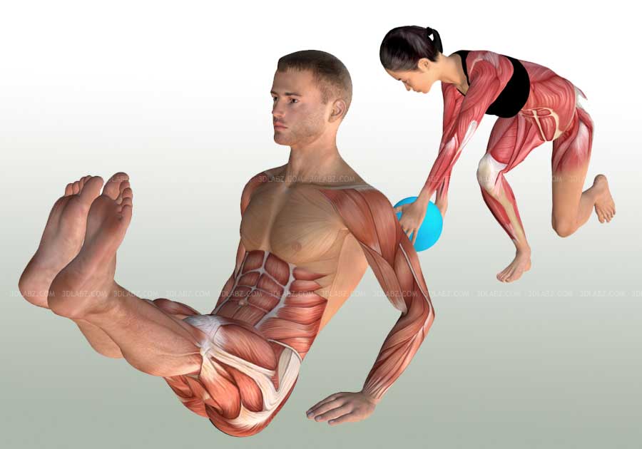 Strength Training Anatomy Illustrations