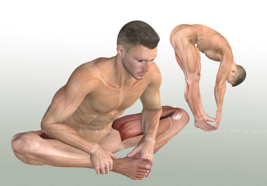 Stretching Exercise Anatomy Illustrations