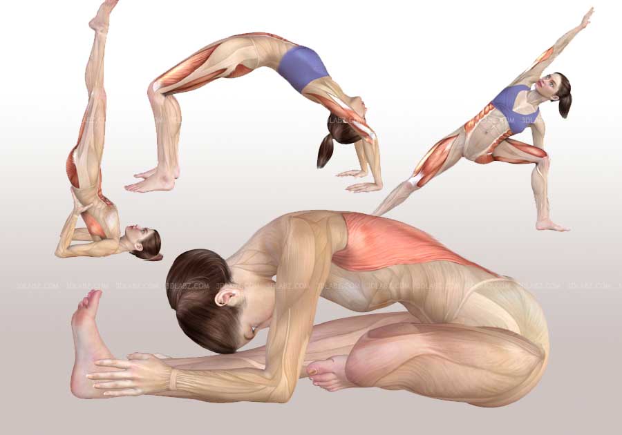 Yoga training exercise anatomy illustrations