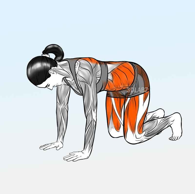 2D illustration showing exercise anatomy