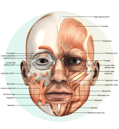 Exercise anatomy illustration showing a bodybuilding workout