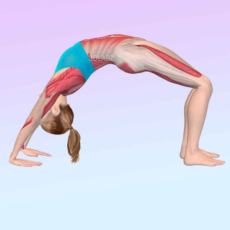 Exercise anatomy illustration showing the benefited muscles in a yoga pose