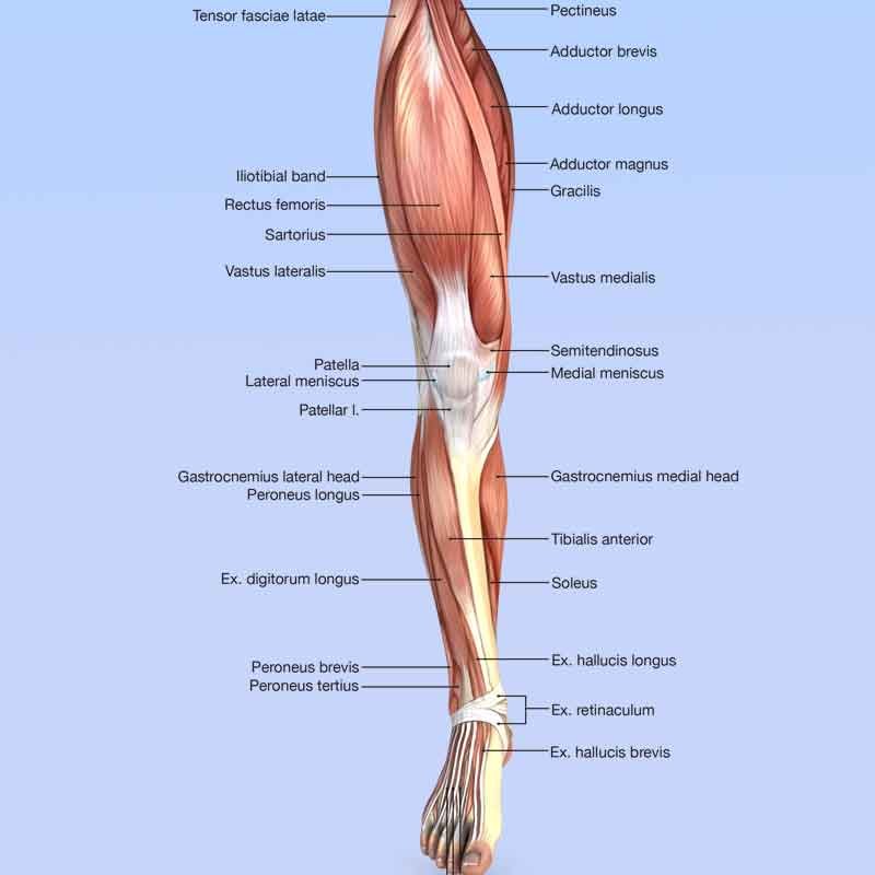 Anterior leg muscles diagram labeled