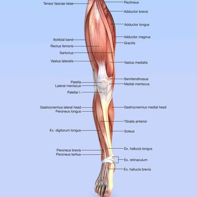 Muscular System Anatomy Anterior Leg Muscles Model Muscular System Anatomy Anterior Leg Muscles Model