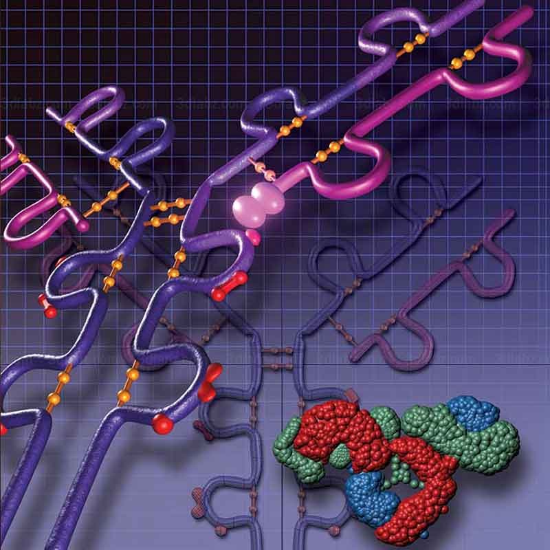 A 3D render image showing antibody structure