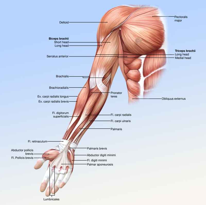 Arm anterior muscle anatomy 3D illustration with labels