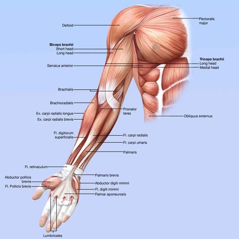 3D illustration showing arm anterior view