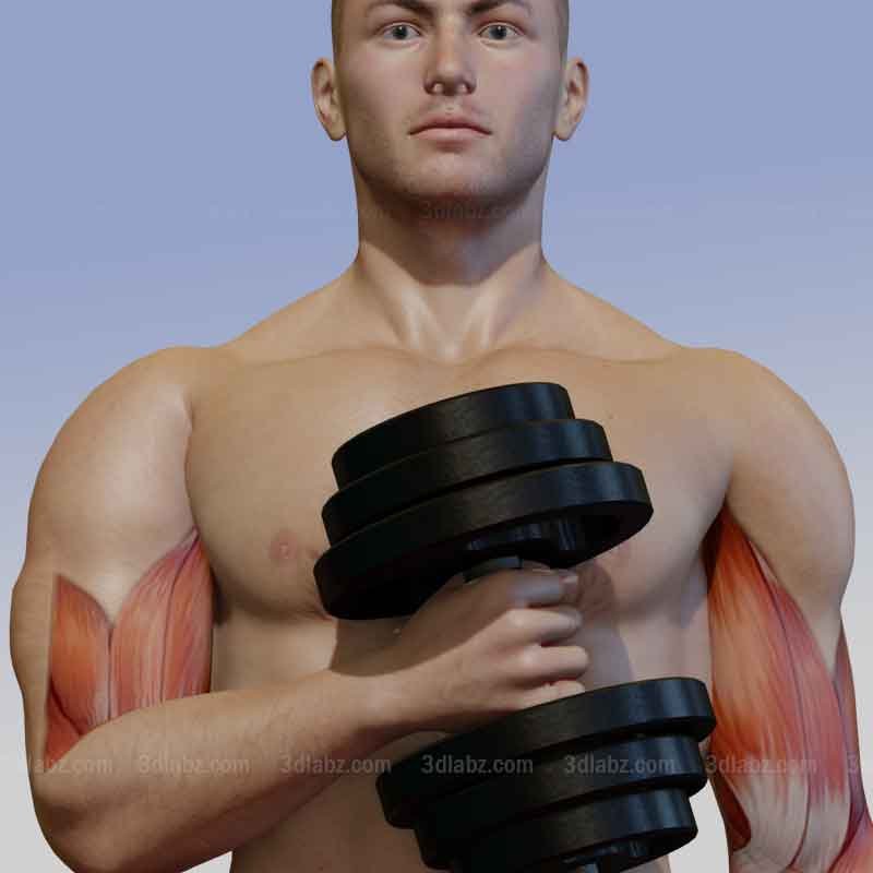 Exercise 3D anatomy illustration for bodybuilding