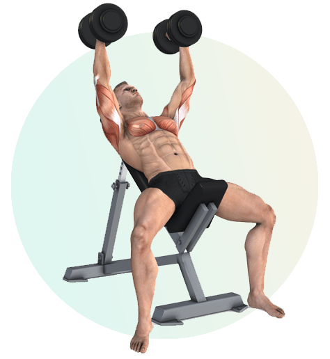 Exercise anatomy illustration showing a bodybuilding workout