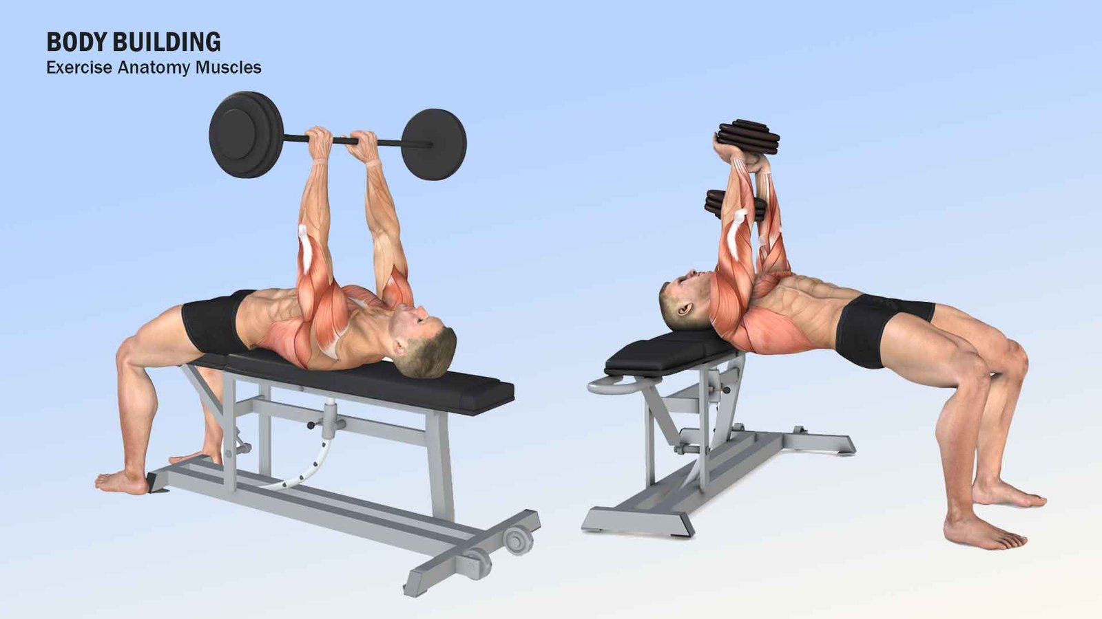 3D rendered illustrations for bodybuilding workouts