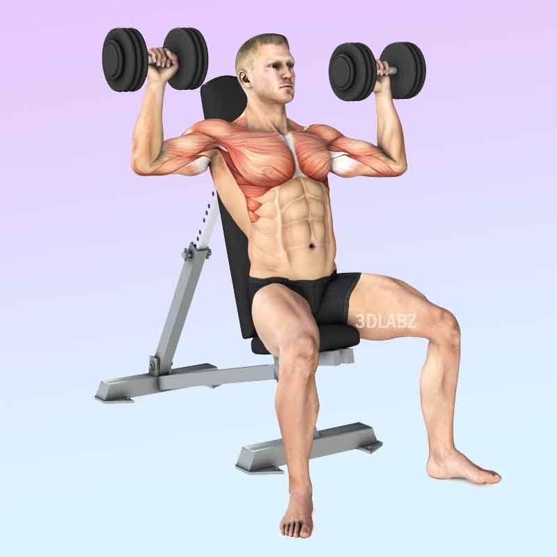 3D illustration showing muscle anatomy of bodybuilding workout
