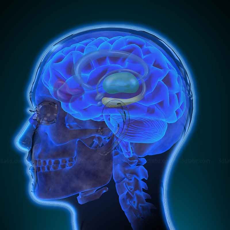 A 2D illustration showing anatomy of human brain