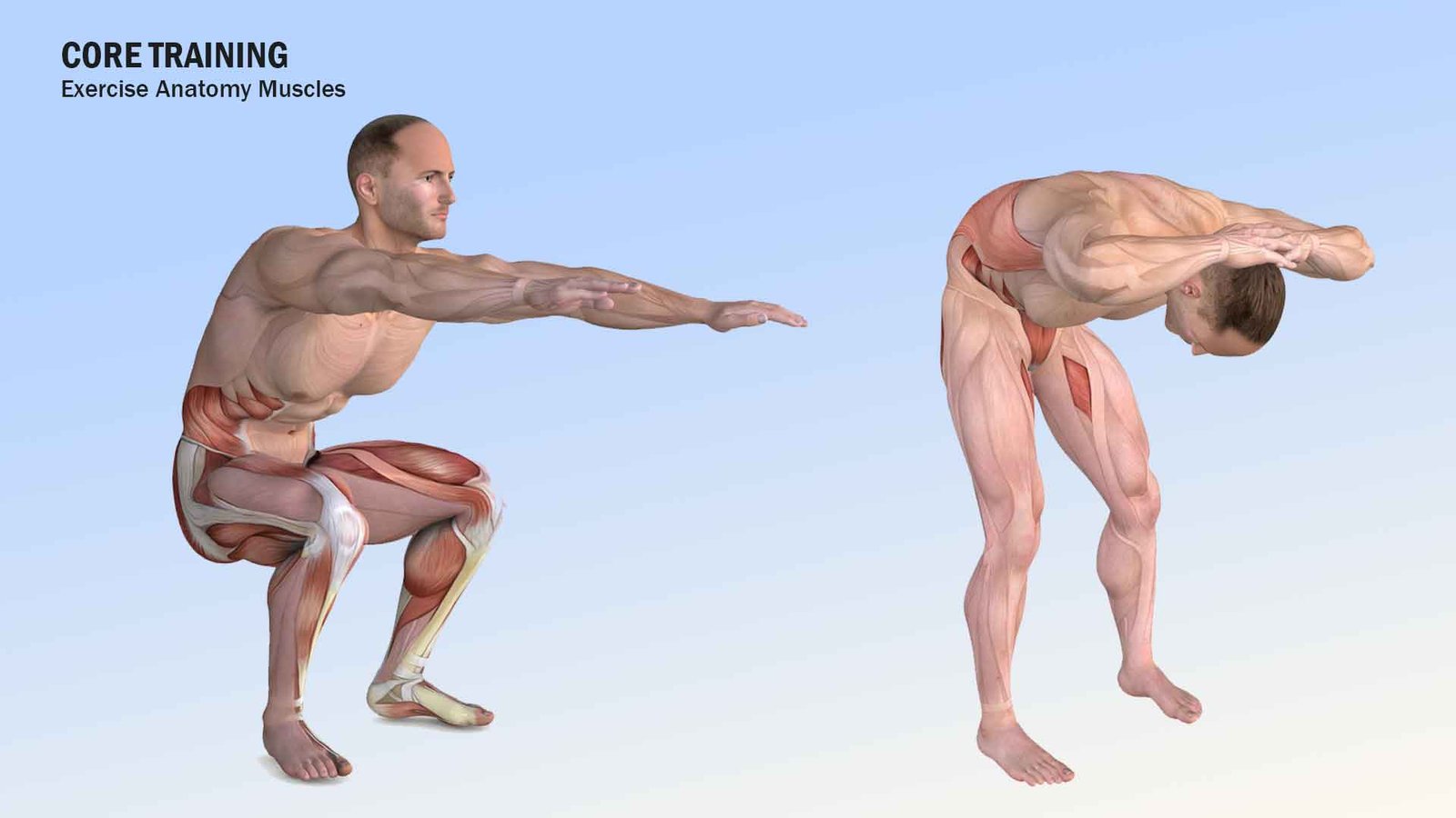 3D illustrations for core training workouts