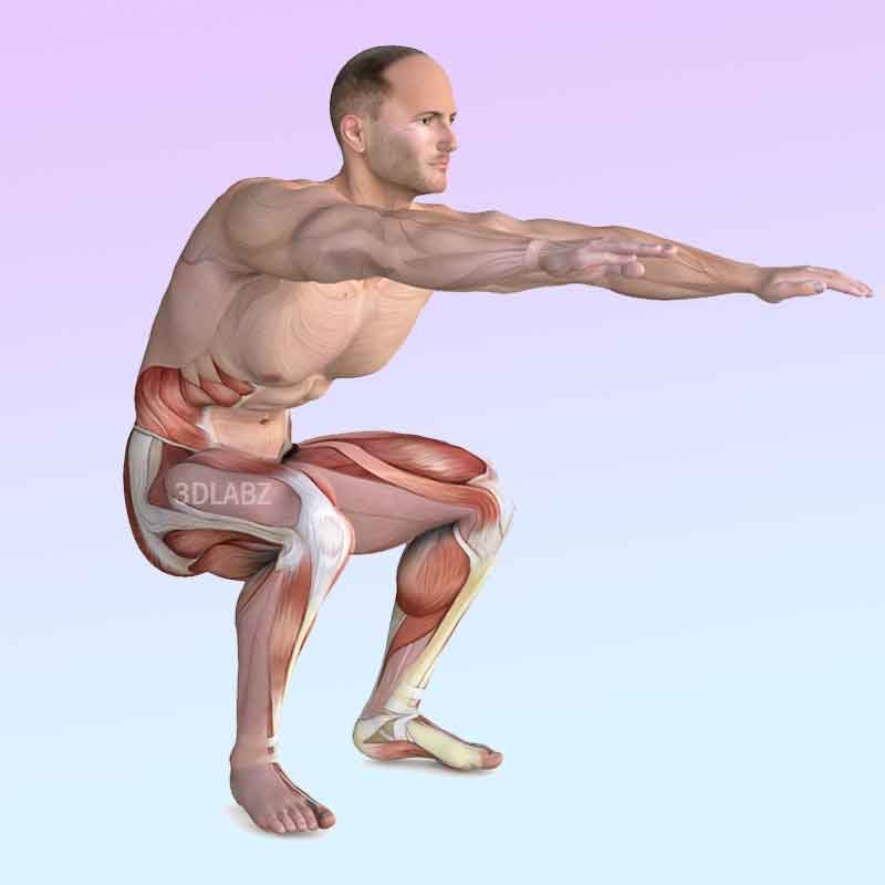 Exercise anatomy 3d illustration for core training workout
