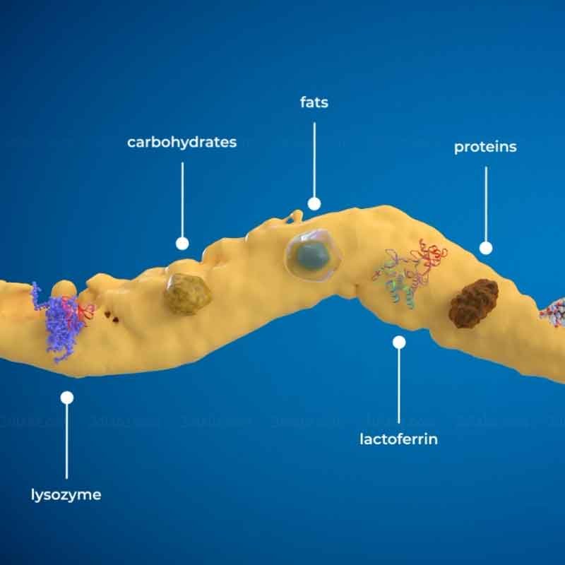 A 3D render image showing the components of bovine colostrum