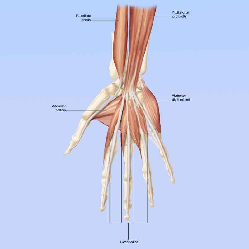 Deep hand palmar muscles anatomy 3D illustration labeled