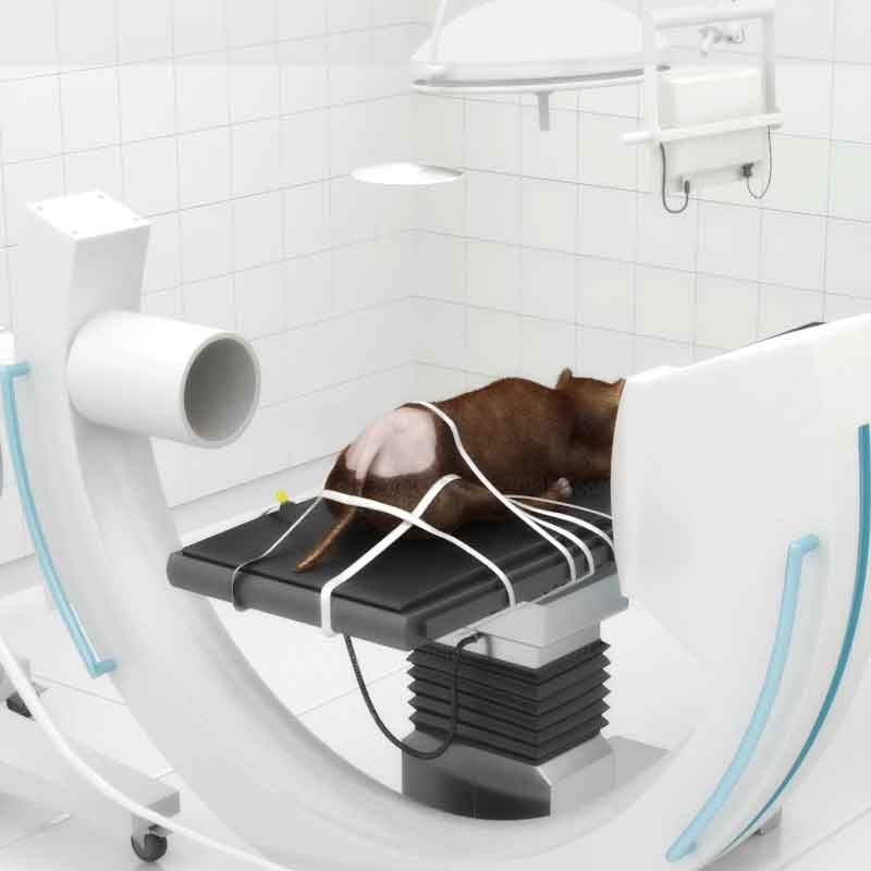 A medical 3d illustration render image showing dog surgery