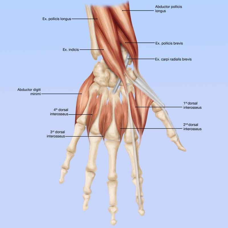 Dorsal hand muscles anatomy 3D illustration labeled