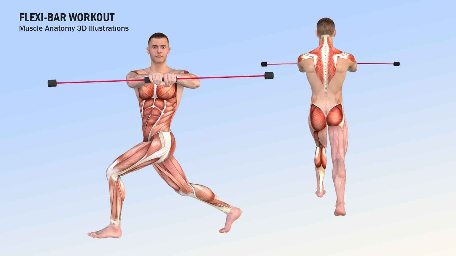 3D exercise anatomy illustrations for flexi-bar workouts