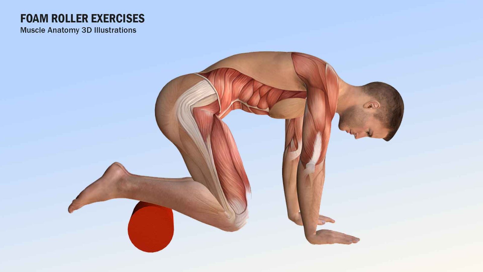 3D anatomy illustrations for foam roller exercises