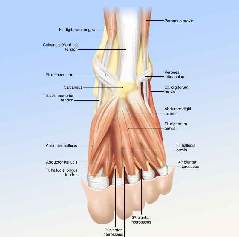 3D illustration of muscle anatomy for the foot plantar